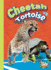 Cheetah Vs. Tortoise (Versus! )