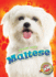 Maltese (Awesome Dogs)