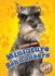 Miniature Schnauzers