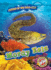 Moray Eels (Animals of the Coral Reefs)