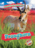 Pronghorn (Animals of the Grasslands, Blastoff! Readers, Level 2)