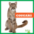 Cougars (Bullfrog Books: Big Cats)