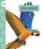 Los Loros (Animales De La Selva Tropical) (Spanish Edition)