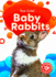 Baby Rabbits (Too Cute! )