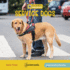 Service Dogs (21st Century Junior Library: Understanding Disability)