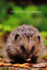 Dem Igel Schmeckt's Notizbuch (German Edition)
