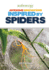Awesome Innovations Inspired By Spiders (Biomimicry)