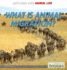 What is Animal Migration? (Let's Find Out! Animal Life)