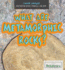 What Are Metamorphic Rocks? (Junior Geologist: Discovering Rocks, Minerals, and Gems)