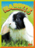 Rabbits (Wild Animal Kingdom)