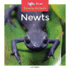 Newts (Swamp Animals)