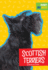 Scottish Terriers