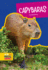 Capybaras (Weird and Unusual Animals)