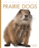 Prairie Dogs (Amazing Animals)