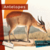 Antelopes (Living Wild)