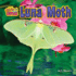 Luna Moth (Weirder and Cuter)