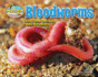 Bloodworms and Other Wriggly Beach Dwellers (Day at the Beach: Animal Life on the Shore)