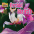 Orchid Mantis (Even Weirder and Cuter)