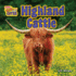 Highland Cattle (Even Weirder and Cuter)