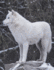 Notebook College Ruled: Wolf School Composition Book Notepad Gift Love Wolves 8.5x11 (Wolf Lovers)