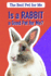 Is a Rabbit a Good Pet for Me? (the Best Pet for Me)