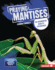Praying Mantises Format: Library Bound