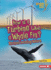How is a Turbine Like a Whale Fin? Format: Paperback