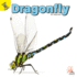 Flying Insects Dragonfly