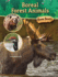 Boreal Forest Animals