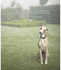 The French Dog (Mini)