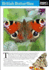 British Butterflies