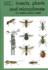 Insects, plants and microclimate
