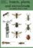 Insects, plants and microclimate