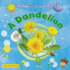 A Dandelion Format: Paperback