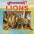 Lions Format: Paperback
