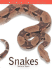 Snakes (100 Facts)