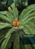 Cites and Cycads: a User*S Guide