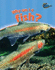Why Am I a Fish? (Classifying Animals)