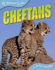 Cheetahs (Animal Lives)