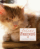 Feline Friends