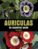Auriculas: an Essential Guide
