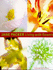 Living With Flowers