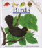 Birds (First Discovery Series)
