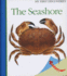 The Seashore (13) (My First Discoveries)