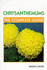 Chrysanthemums: the Complete Guide