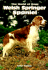 The Welsh Springer Spaniel