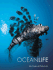 Ocean Life Color Activity Book