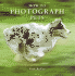 How to Photograph Pets