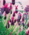 Lavender: the Grower's Guide (Garden Art Pres)