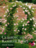 Climbing and Rambler Roses
